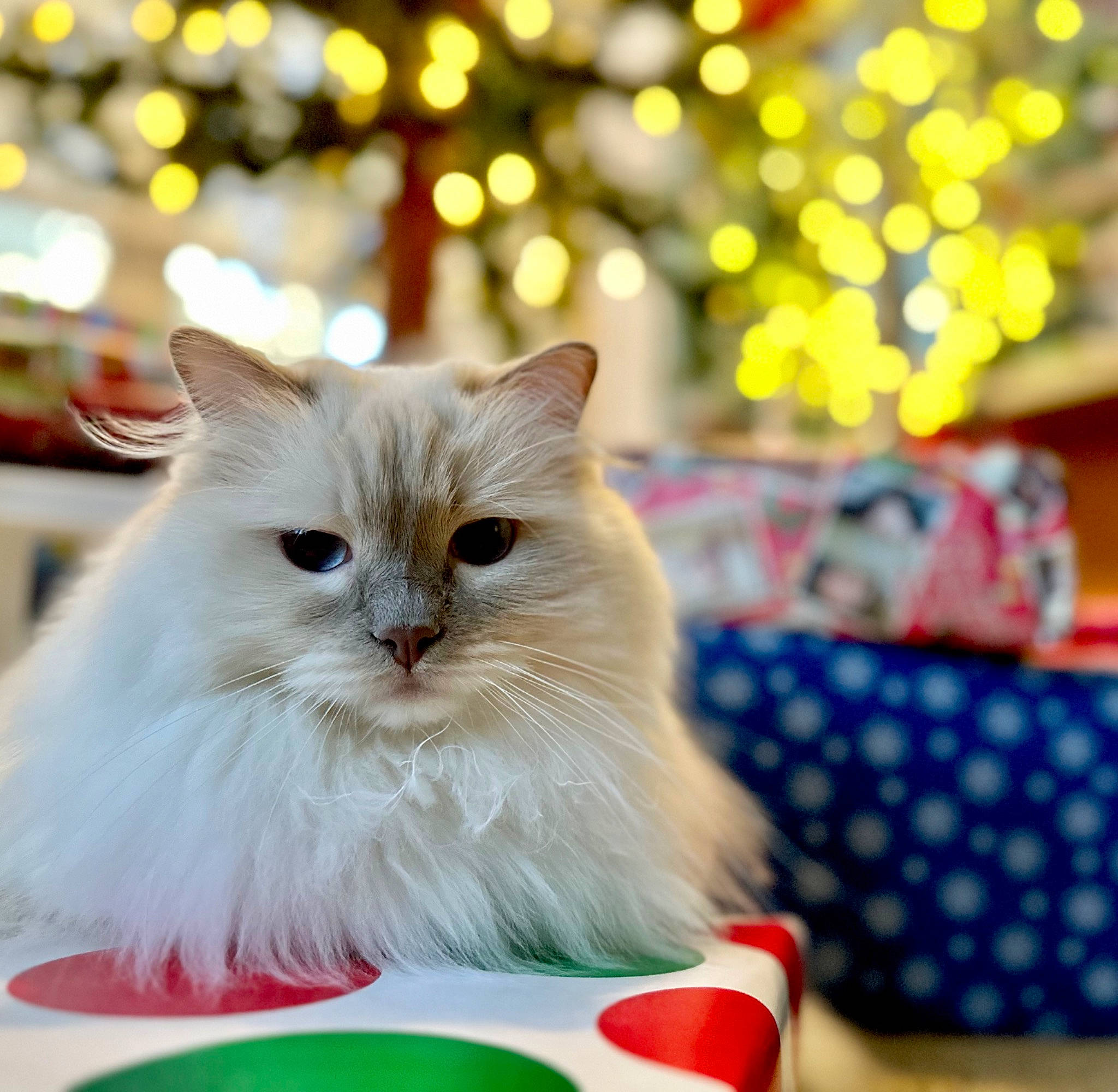 Lilac Dandelion is registered to the contest to win money with this photo: carnivore, cat, cat_supply, comfort_food, event, felidae, fur, holiday, kitchen_utensil, pattern, ragdoll, small_to_medium_sized_cats, tableware, whiskers