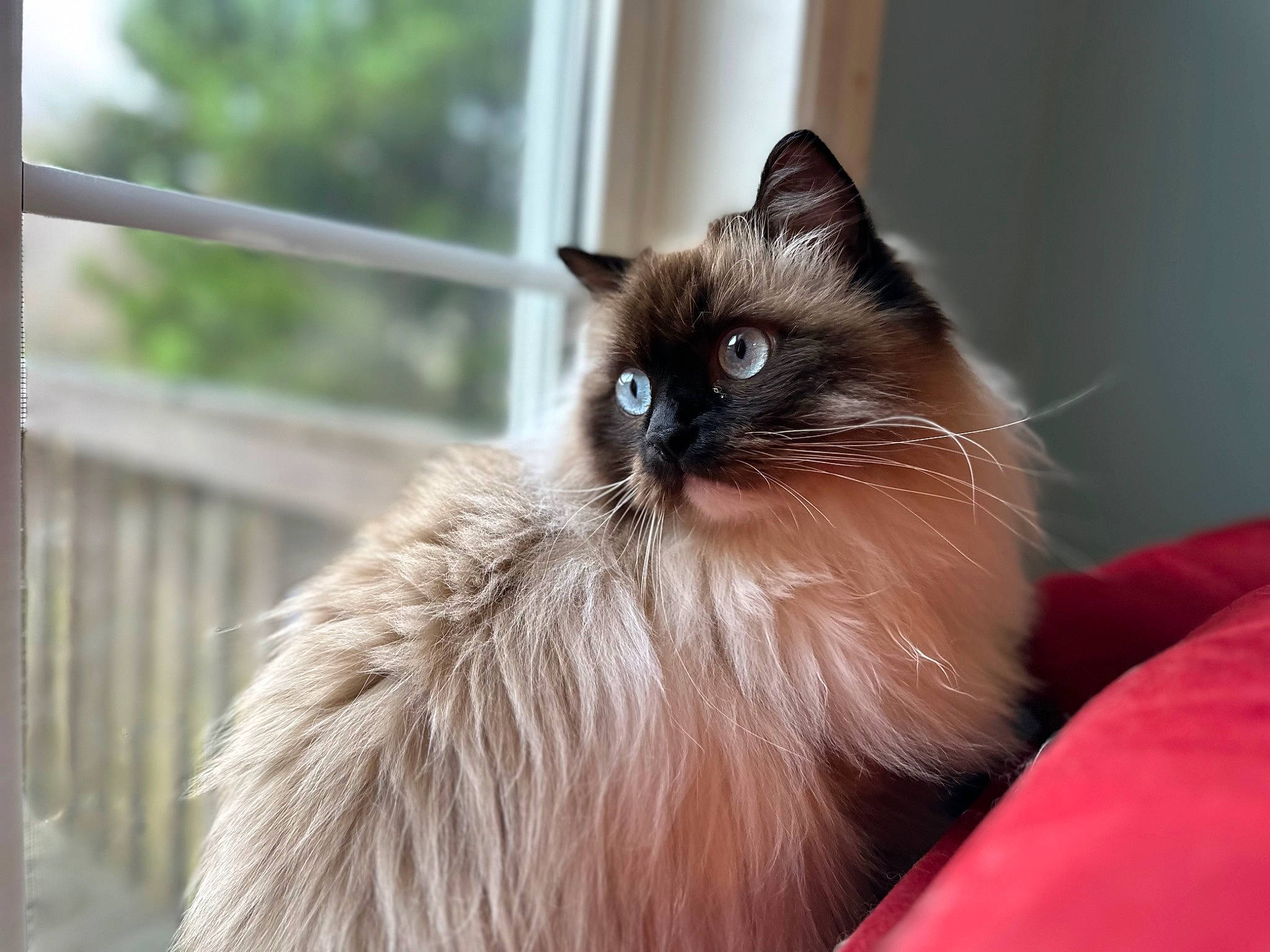 Cinder Ella is registered to the contest to win money with this photo: balinese, birman, carnivore, cat, fawn, felidae, fur, ragdoll, siamese, small_to_medium_sized_cats, snout, tail, terrestrial_animal, thai, whiskers, window, wood