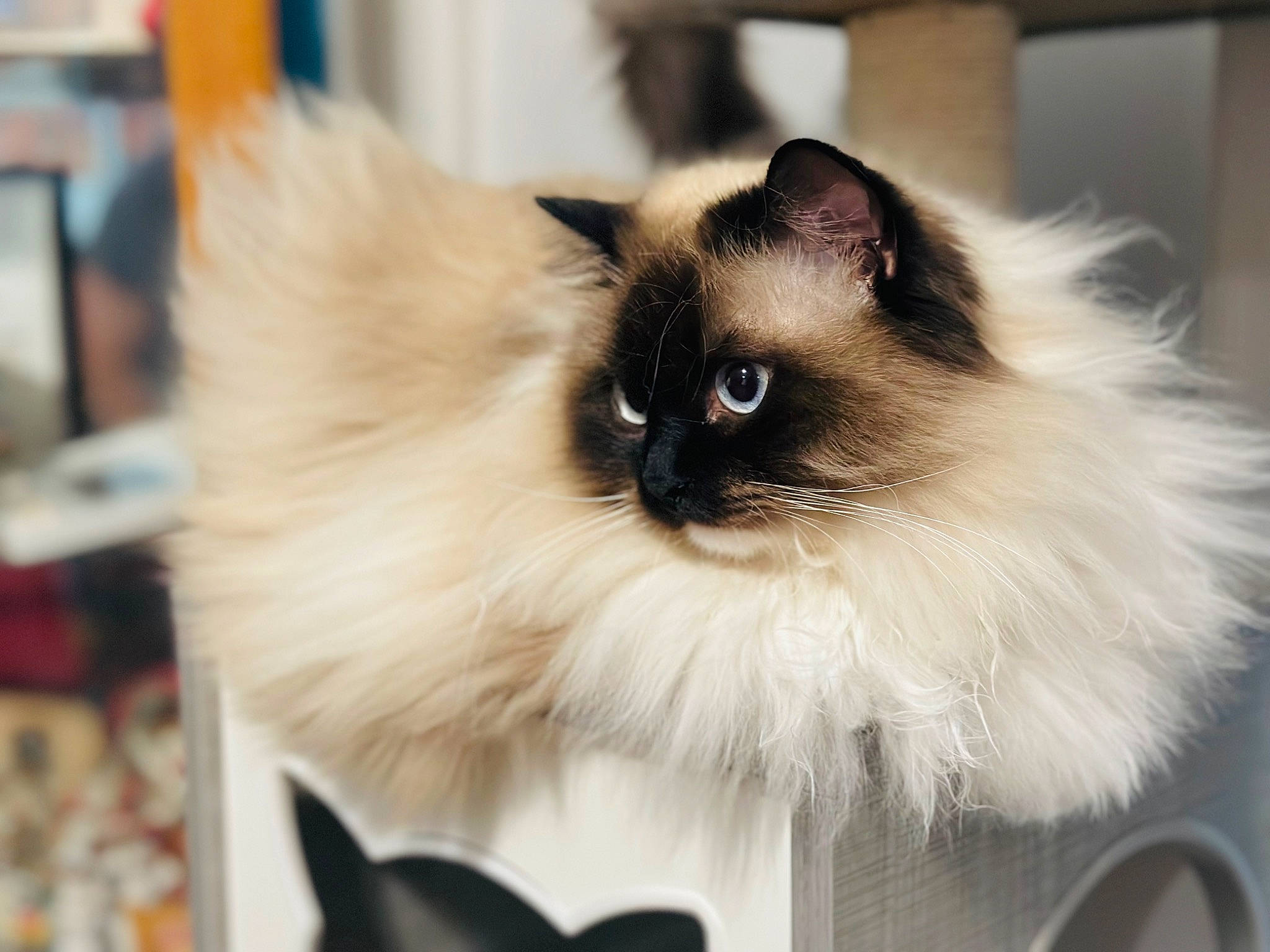 Cinder Ella is registered to the contest to win money with this photo: balinese, birman, carnivore, cat, fawn, felidae, fur, ragdoll, siamese, small_to_medium_sized_cats, snout, thai, whiskers