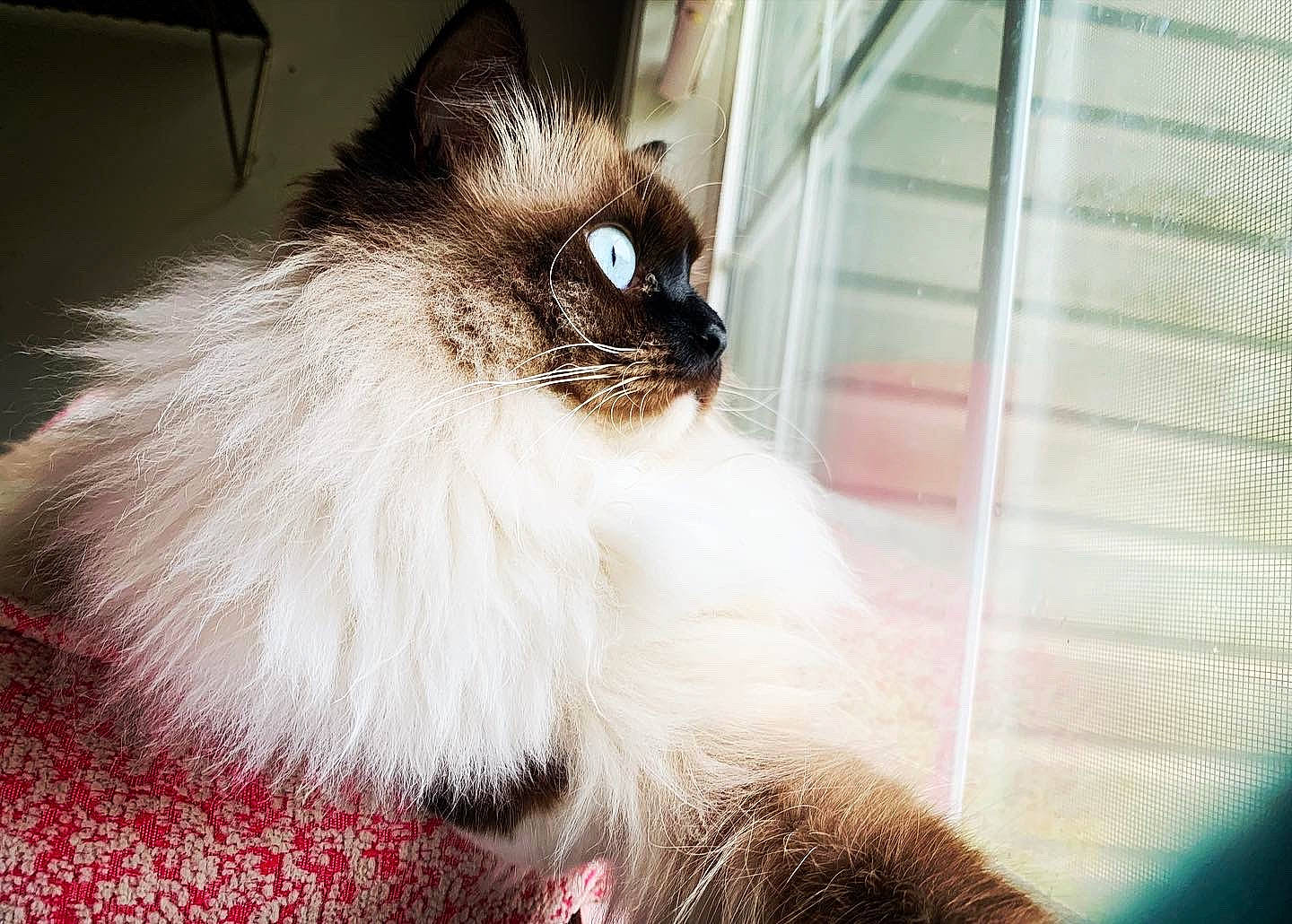 Cinder Ella joined the competition — help win amazing prizes! balinese, birman, british_longhair, carnivore, cat, claw, eyelash, fawn, felidae, fur, paw, ragdoll, siamese, small_to_medium_sized_cats, snout, tail, terrestrial_animal, thai, whiskers, window