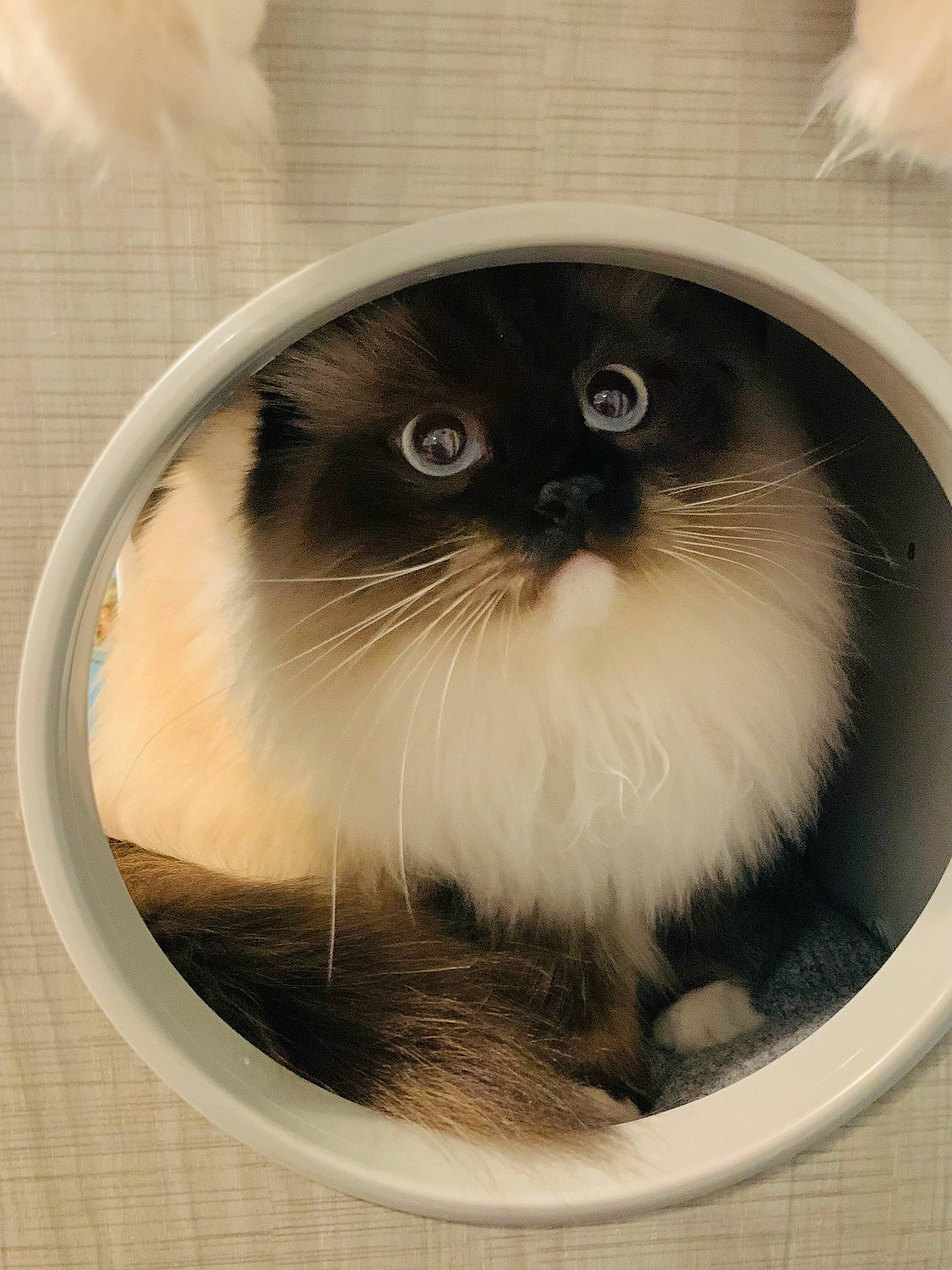 Cinder Ella joined the competition — help win amazing prizes! birman, box, carnivore, cat, circle, fawn, felidae, fur, iris, packaging_and_labeling, paper_product, small_to_medium_sized_cats, snout, terrestrial_animal, whiskers