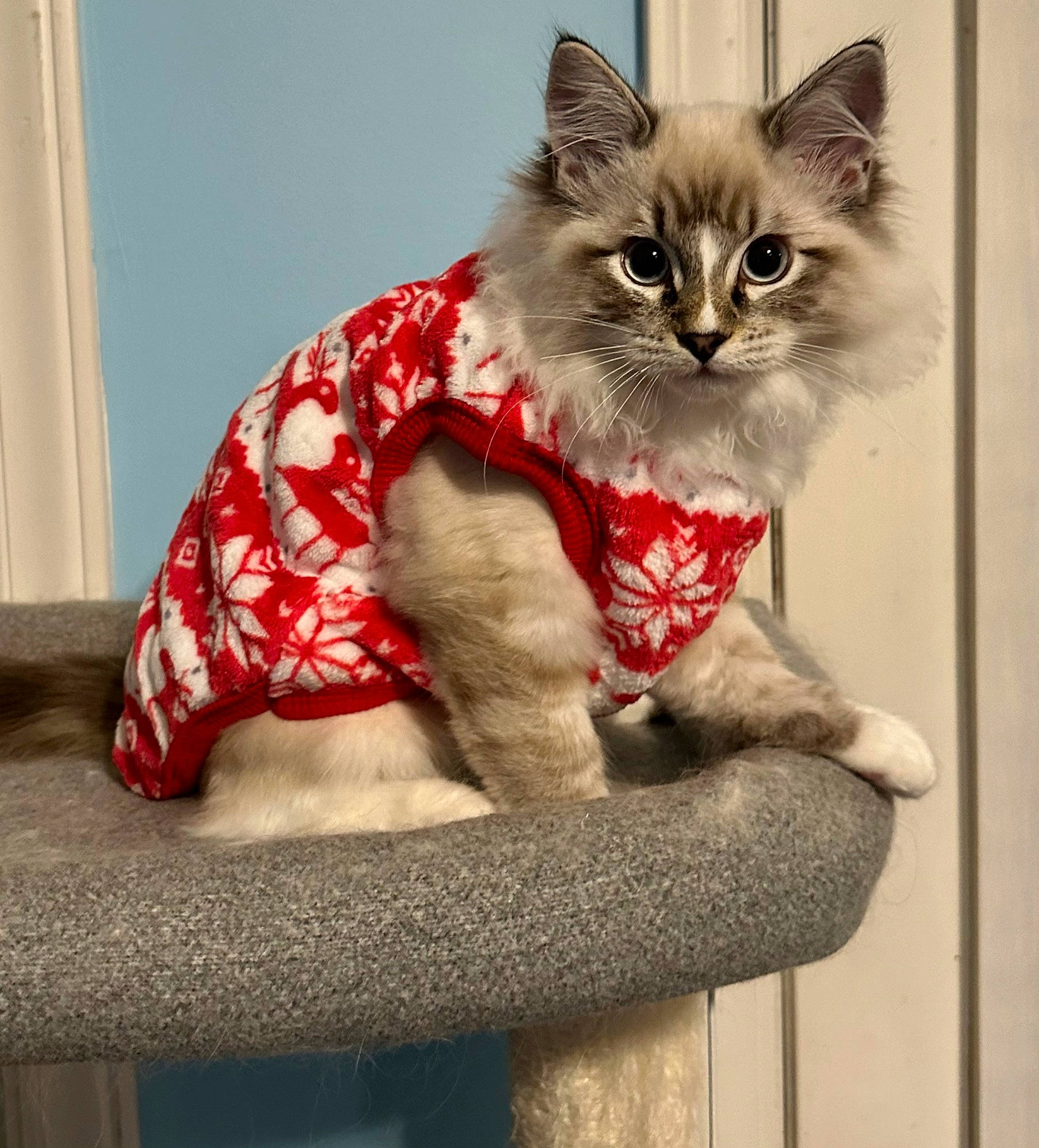 Ned Zeppelin joined the competition — help win amazing prizes! art, carnivore, cat, cat_supply, claw, curtain, domestic_short_haired_cat, fawn, felidae, fur, grey, pattern, paw, plant, sitting, small_to_medium_sized_cats, snout, tail, whiskers, window