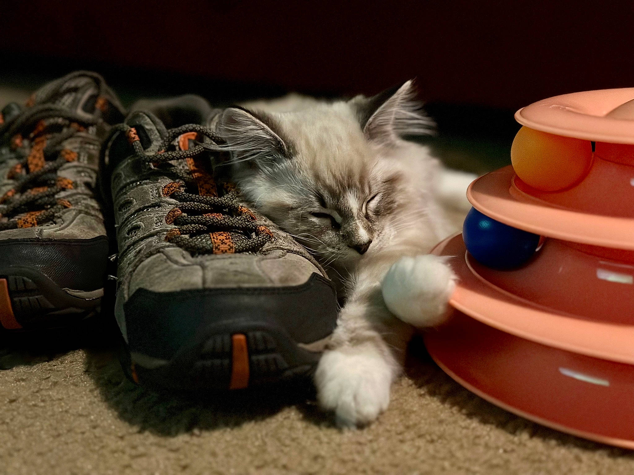 Ned Zeppelin joined the competition — help win amazing prizes! carnivore, cat, claw, comfort, cup, domestic_short_haired_cat, drinkware, felidae, fur, grey, hardwood, human_leg, outdoor_shoe, paw, serveware, small_to_medium_sized_cats, tableware, tail, vertebrate, whiskers