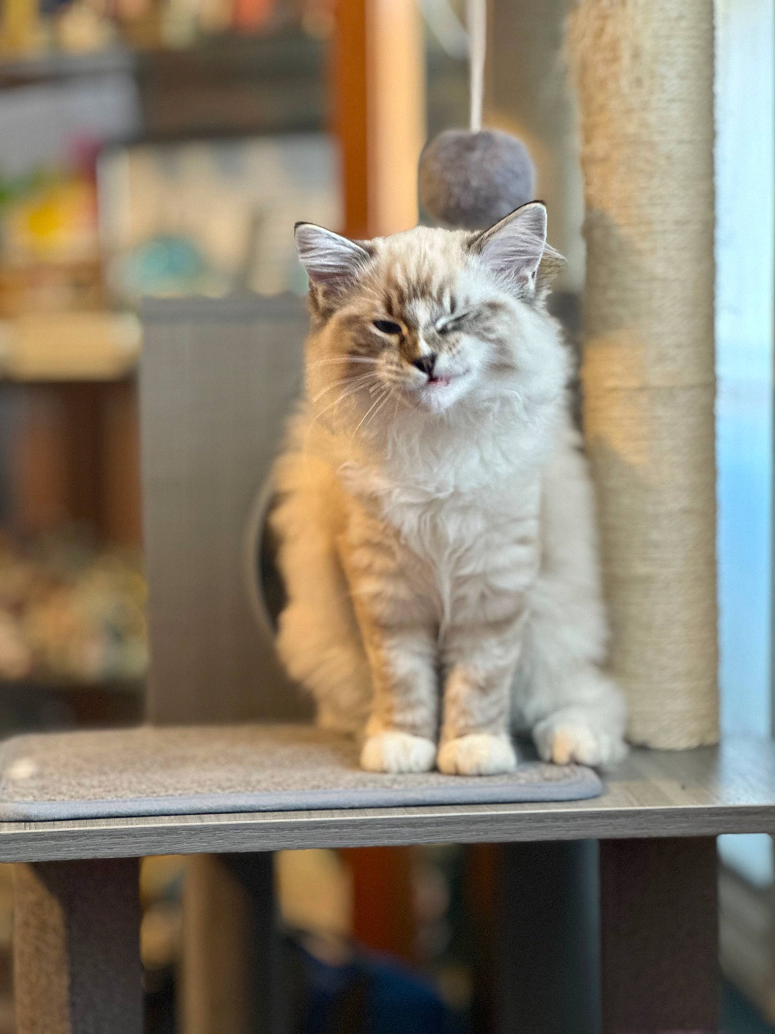 Ned Zeppelin is registered to the contest to win money with this photo: british_longhair, carnivore, cat, claw, domestic_short_haired_cat, fawn, felidae, fur, grey, plant, sitting, small_to_medium_sized_cats, snout, tail, tree, whiskers, window, wood