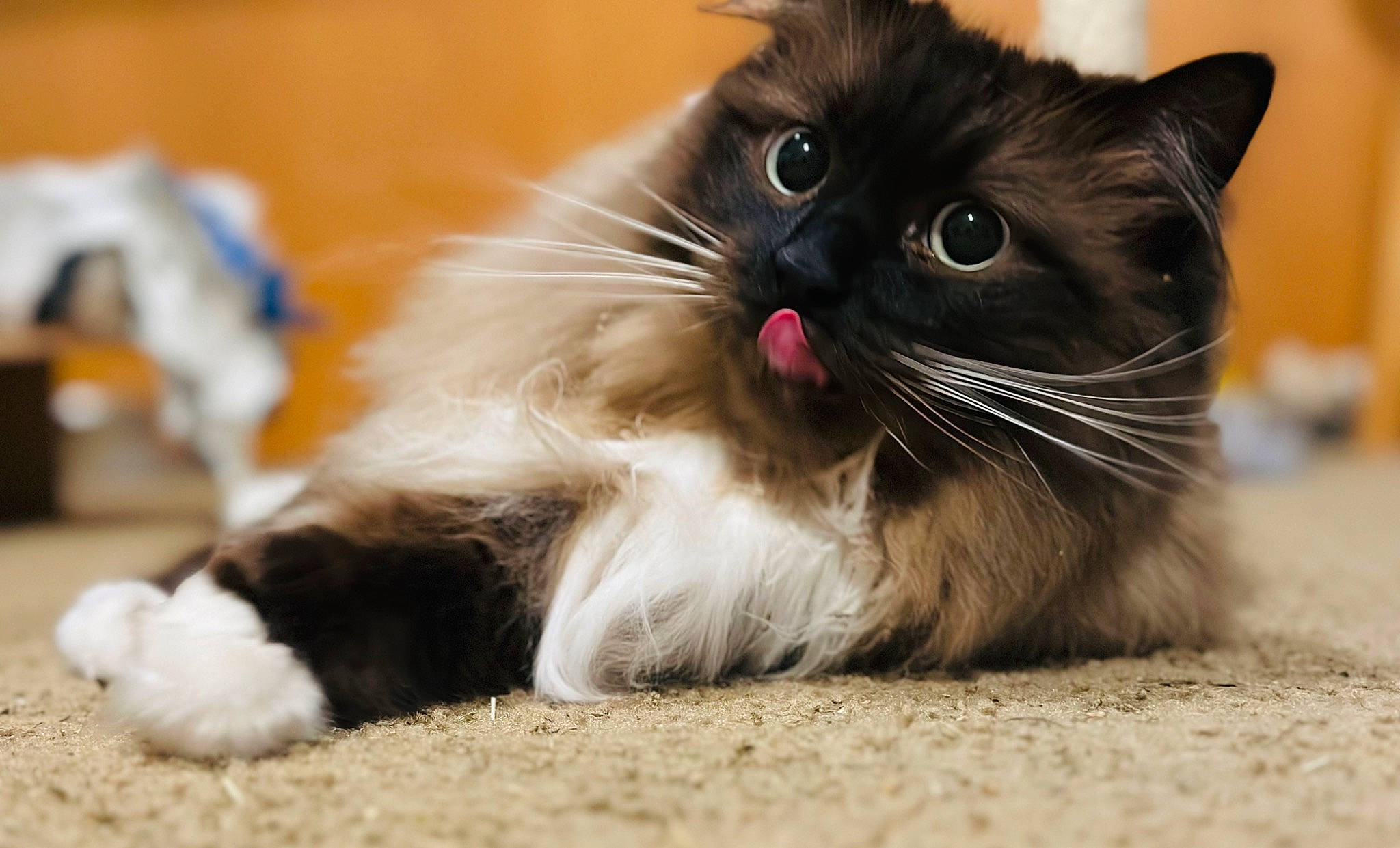 Wicket joined the competition — help win amazing prizes! carnivore, cat, cat_toy, claw, digital_video_recorder, domestic_short_haired_cat, fawn, felidae, flooring, fur, paw, small_to_medium_sized_cats, snout, tail, terrestrial_animal, whiskers