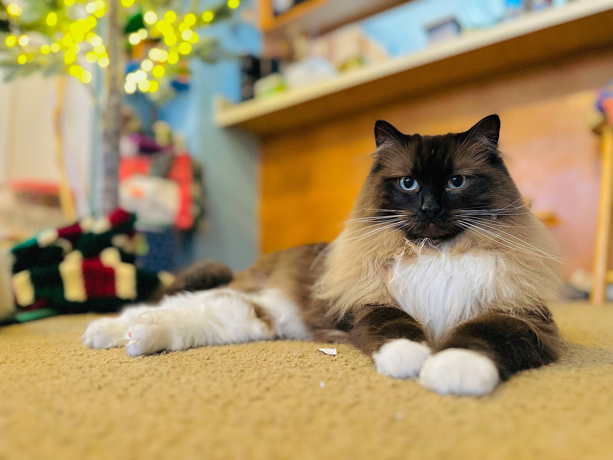 Wicket is registered to the contest to win money with this photo: carnivore, cat, claw, comfort, domestic_short_haired_cat, fawn, felidae, flooring, fur, hardwood, houseplant, human_leg, paw, plant, sitting, small_to_medium_sized_cats, snout, tail, whiskers, wood