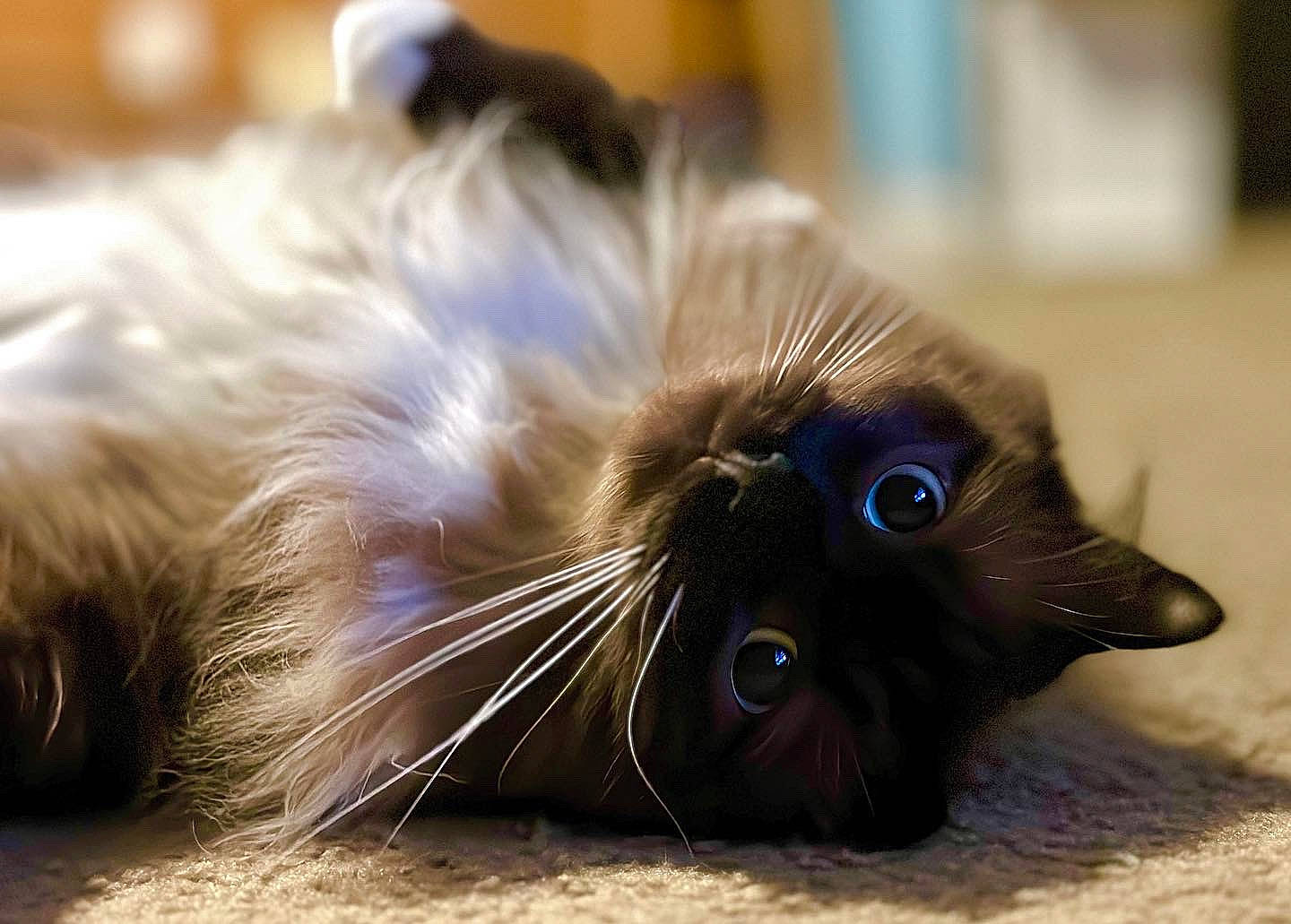 Wicket is registered to the contest to win money with this photo: black_cat, carnivore, cat, claw, companion_dog, dog_breed, domestic_short_haired_cat, electric_blue, fawn, felidae, foot, fur, paw, sitting, small_to_medium_sized_cats, snout, tail, whiskers, wildlife, wood