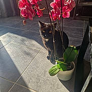 Mandanda participe au concours pour gagner de l'argent avec cette photo : black_cat, cat, curious, daylight, decor, domestic, feline, flower_pot, green_leaves, home, indoor, nature, orchid, pet, pink_flower, plant, shadow, sunlight, tile_floor, yellow_eyes