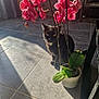 black_cat, cat, curious, daylight, decor, domestic, feline, flower_pot, green_leaves, home, indoor, nature, orchid, pet, pink_flower, plant, shadow, sunlight, tile_floor, yellow_eyes