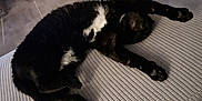 Mandanda participe au concours pour gagner de l'argent avec cette photo : black_cat, cat, comfortable, couch, feline, floor, fur, gray_couch, home, indoor, living_room, modern, paw, pet, relaxing, robot_vacuum, stairs, stretching, textured_fabric, white_fur