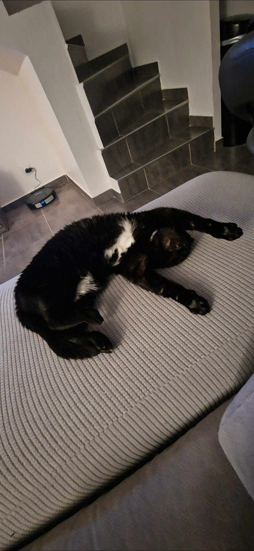 Mandanda participe au concours pour gagner de l'argent avec cette photo : black_cat, cat, comfortable, couch, feline, floor, fur, gray_couch, home, indoor, living_room, modern, paw, pet, relaxing, robot_vacuum, stairs, stretching, textured_fabric, white_fur