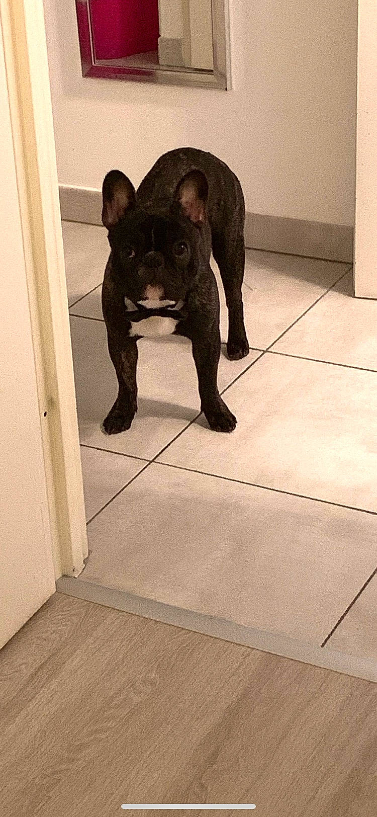 Aston a rejoint le concours — aidez-le/la à gagner de superbes lots ! canidae, carnivore, companion_dog, dog, dog_breed, fawn, floor, flooring, fur, hardwood, snout, sporting_group, tail, terrestrial_animal, tile_flooring, toy_dog, whiskers, wood, wood_flooring, working_animal