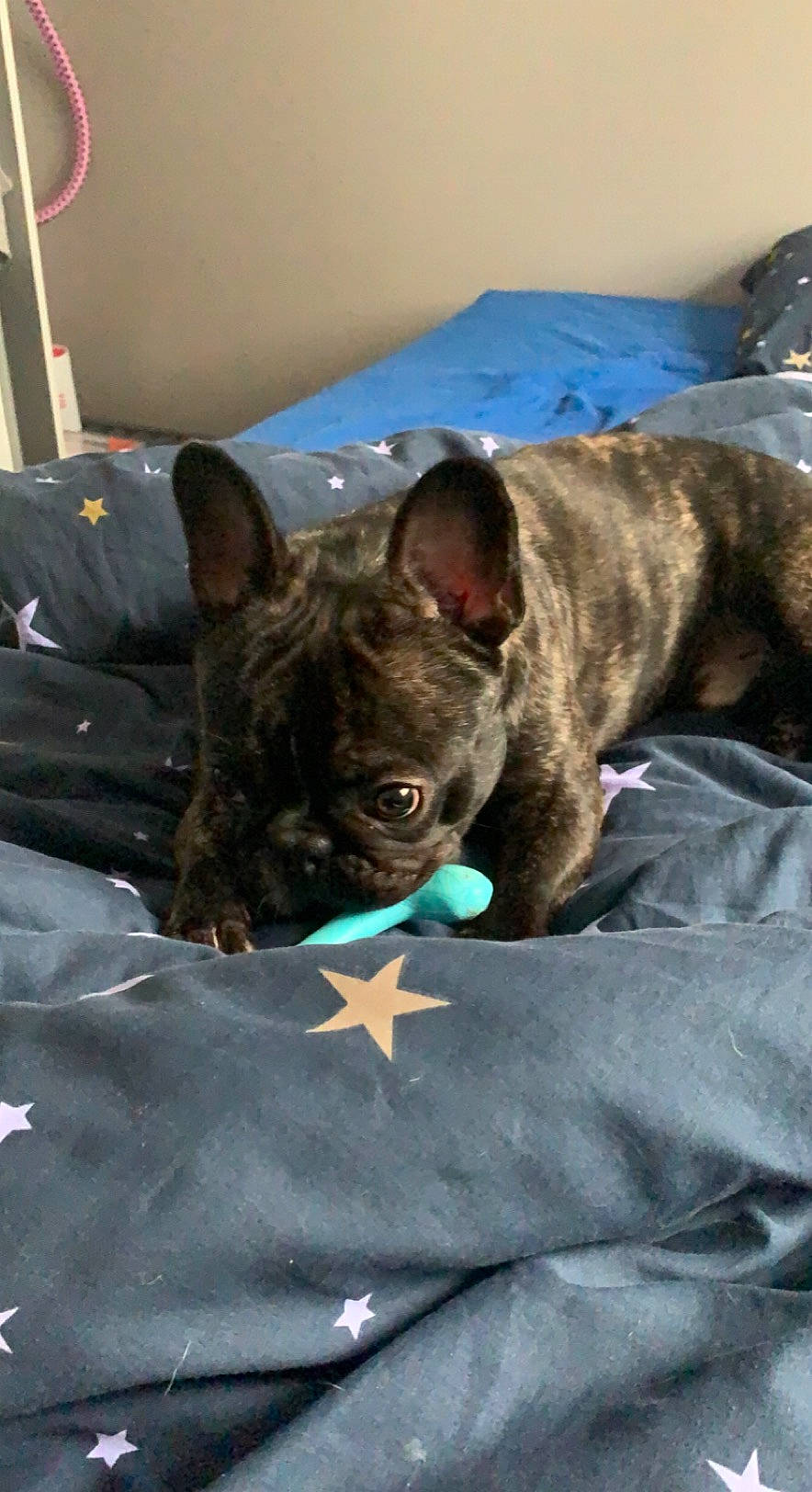 Aston a rejoint le concours — aidez-le/la à gagner de superbes lots ! bulldog, canidae, carnivore, collar, companion_dog, dog, dog_breed, dog_collar, ear, fawn, felidae, french_bulldog, liver, snout, sporting_group, terrestrial_animal, toy_dog, treeing_tennessee_brindle, whiskers, working_animal