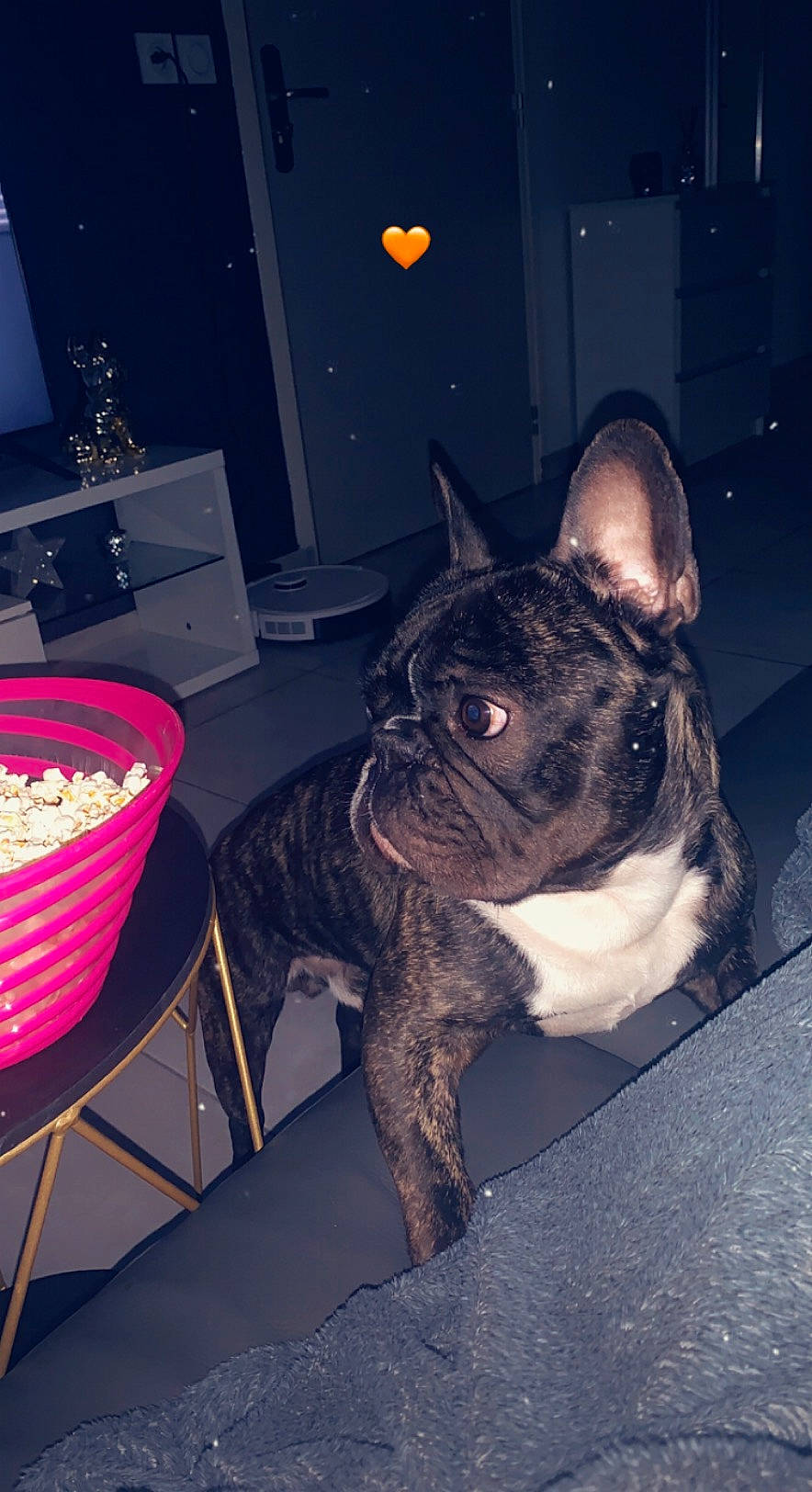 Aston participe au concours pour gagner de l'argent avec cette photo : bulldog, carnivore, companion_dog, dog, dog_breed, ear, event, fawn, felidae, french_bulldog, light, lighting, molosser, pug, sporting_group, toy_dog, whiskers, window, working_animal, wrinkle