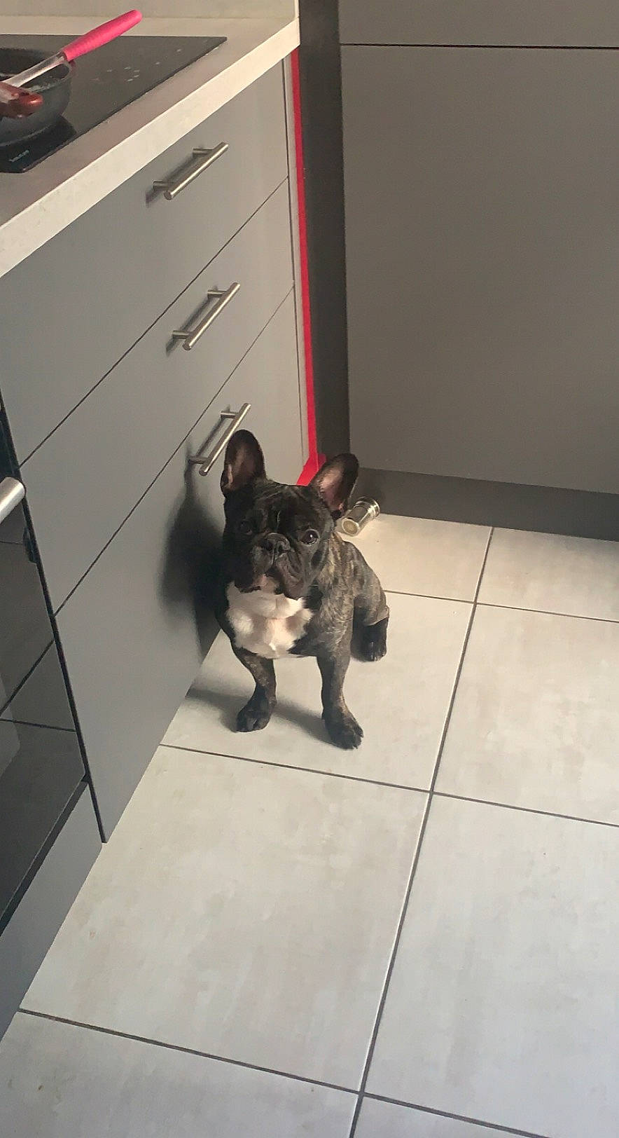 Aston participe au concours pour gagner de l'argent avec cette photo : bulldog, cabinetry, carnivore, chest, chest_of_drawers, companion_dog, cupboard, dog, dog_breed, drawer, dresser, fawn, felidae, floor, flooring, grey, small_to_medium_sized_cats, snout, toy_dog, whiskers