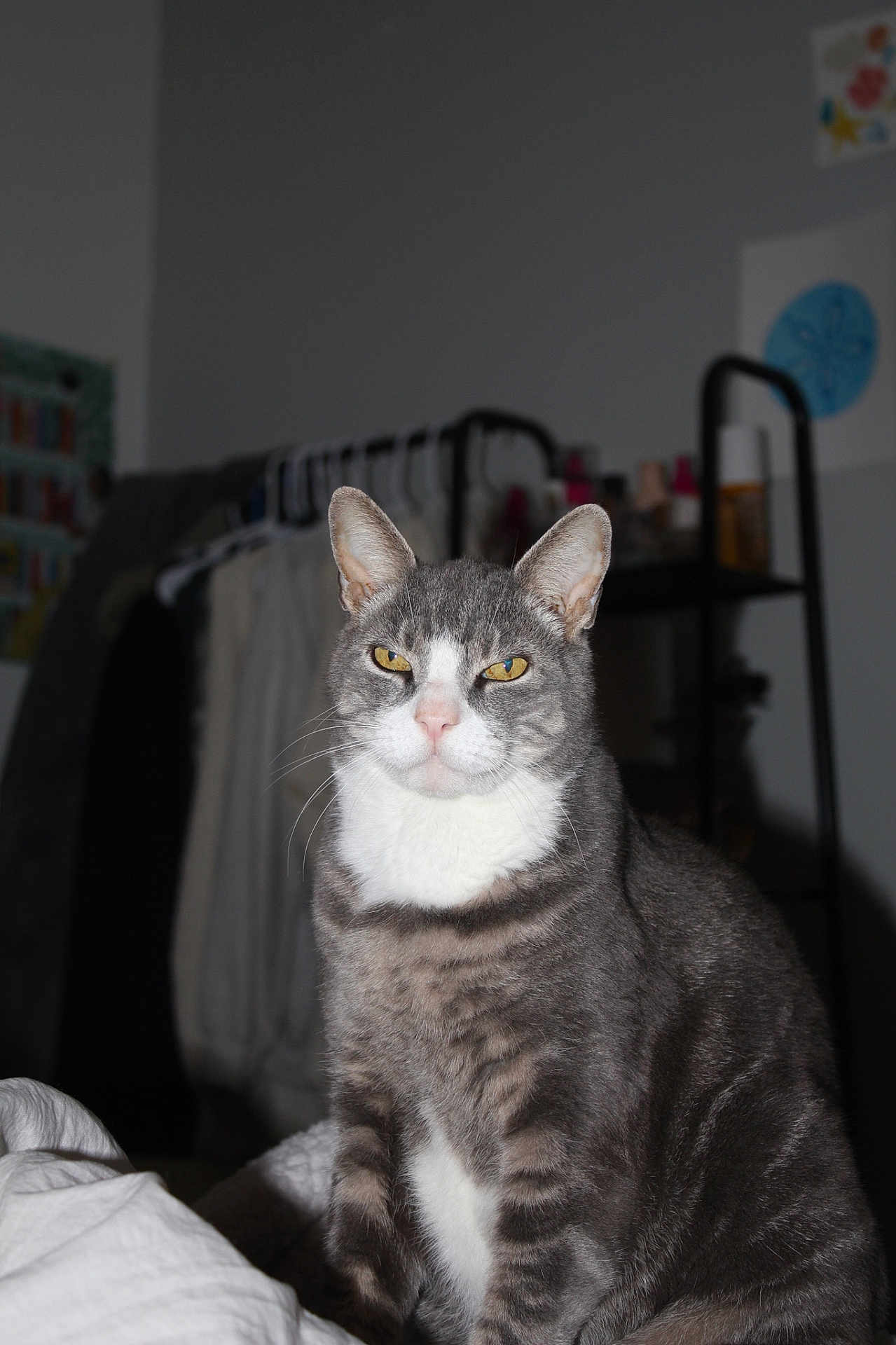 Vern joined the competition — help win amazing prizes! cat, gray_cat, white_fur, indoor, pet, animal, fur, whiskers, ears, eyes, sitting, portrait, household, furniture, blanket, clothes, shelf, domestic, mammal, cute