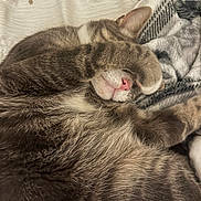 Vern joined the competition — help win amazing prizes! cat, sleeping, paw, cozy, blanket, fur, pink_nose, tabby, resting, cute, indoor, relaxed, striped, whiskers, pet, animal, soft, comfort, closeup, domestic_cat