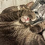 cat, sleeping, paw, cozy, blanket, fur, pink_nose, tabby, resting, cute, indoor, relaxed, striped, whiskers, pet, animal, soft, comfort, closeup, domestic_cat