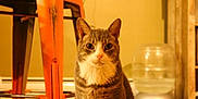 Vern joined the competition — help win amazing prizes! cat, tabby_cat, indoor, stool, metal, water_dispenser, pet, animal, feline, curious, domestic, orange, brown, white, fur, sitting, close_up, household, cozy, warm_lighting