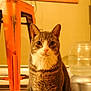 cat, tabby_cat, indoor, stool, metal, water_dispenser, pet, animal, feline, curious, domestic, orange, brown, white, fur, sitting, close_up, household, cozy, warm_lighting