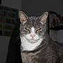 Vern is registered to the contest to win money with this photo: cat, gray_cat, white_fur, pet, animal, indoor, feline, close_up, portrait, whiskers, ears, yellow_eyes, serious_expression, domestic_cat, fur, sitting, looking_at_camera, household, blurred_background, night