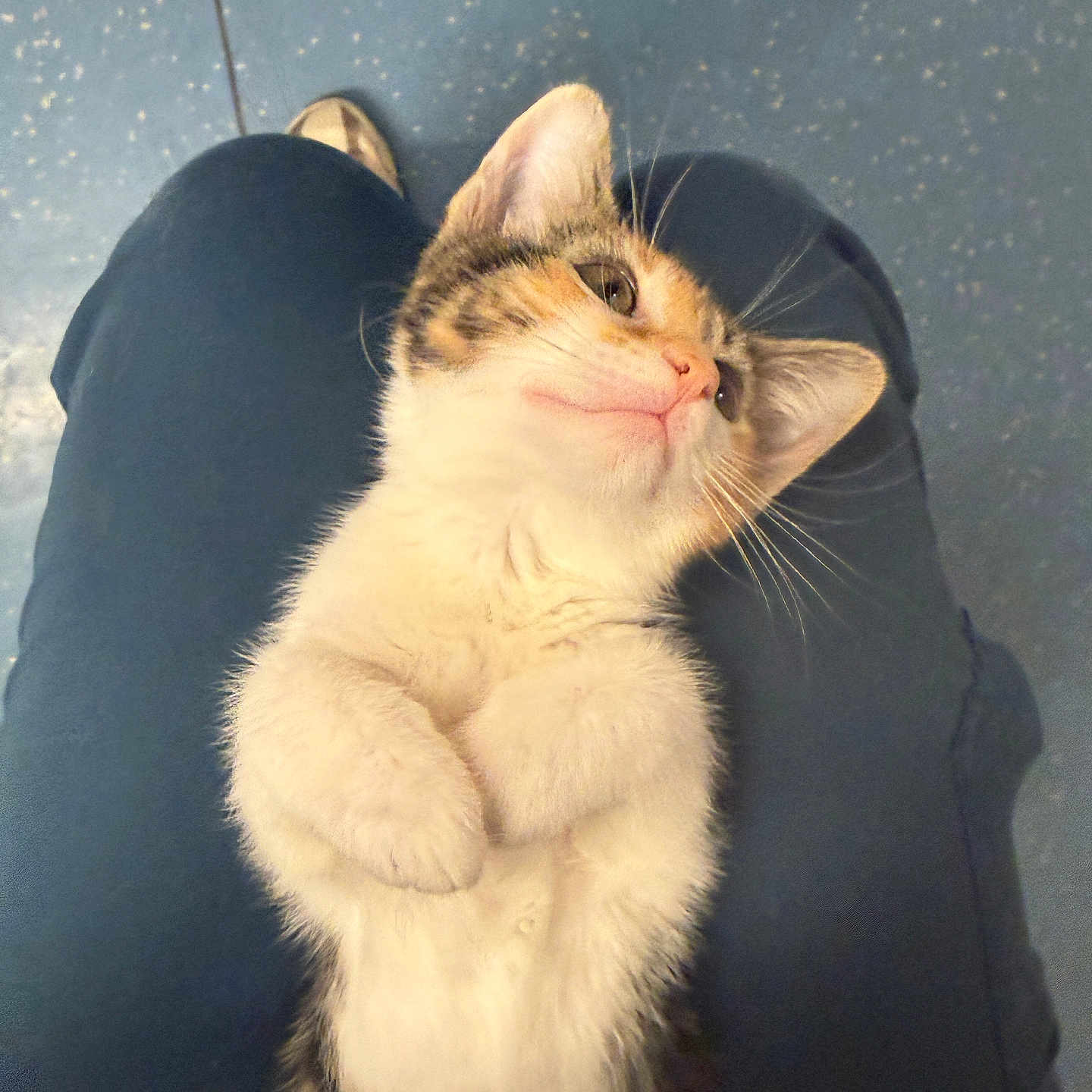 Coco is registered to the contest to win money with this photo: cat, kitten, animal, pet, feline, sitting, lying_down, white_fur, tabby, pink_nose, whiskers, green_eyes, paws, cute, relaxed, indoor, lap, person, blue_background, portrait