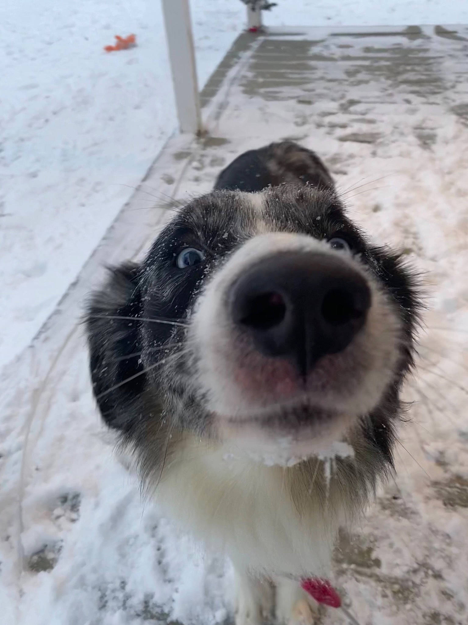 Cochise joined the competition — help win amazing prizes! automotive_tire, canidae, carnivore, collar, companion_dog, dog, dog_breed, dog_collar, freezing, fur, paw, pet_supply, snout, snow, sporting_group, street_dog, whiskers, winter, working_animal, working_dog