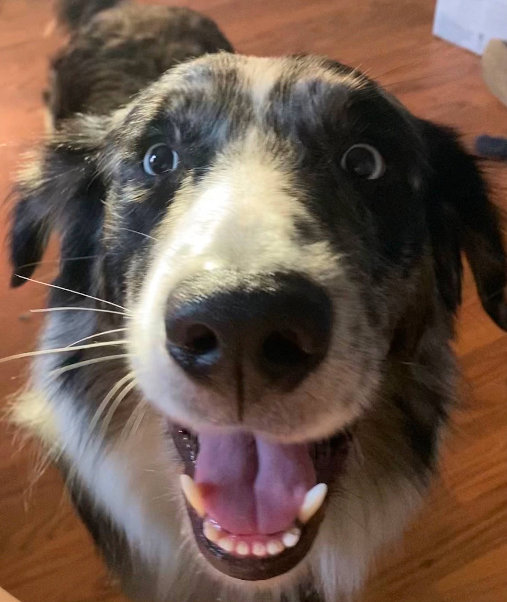 Cochise is registered to the contest to win money with this photo: canidae, carnivore, close_up, companion_dog, dog, dog_breed, eye, flooring, fur, happy, hardwood, head, jaw, snout, sporting_group, terrestrial_animal, whiskers, wood, working_animal, working_dog