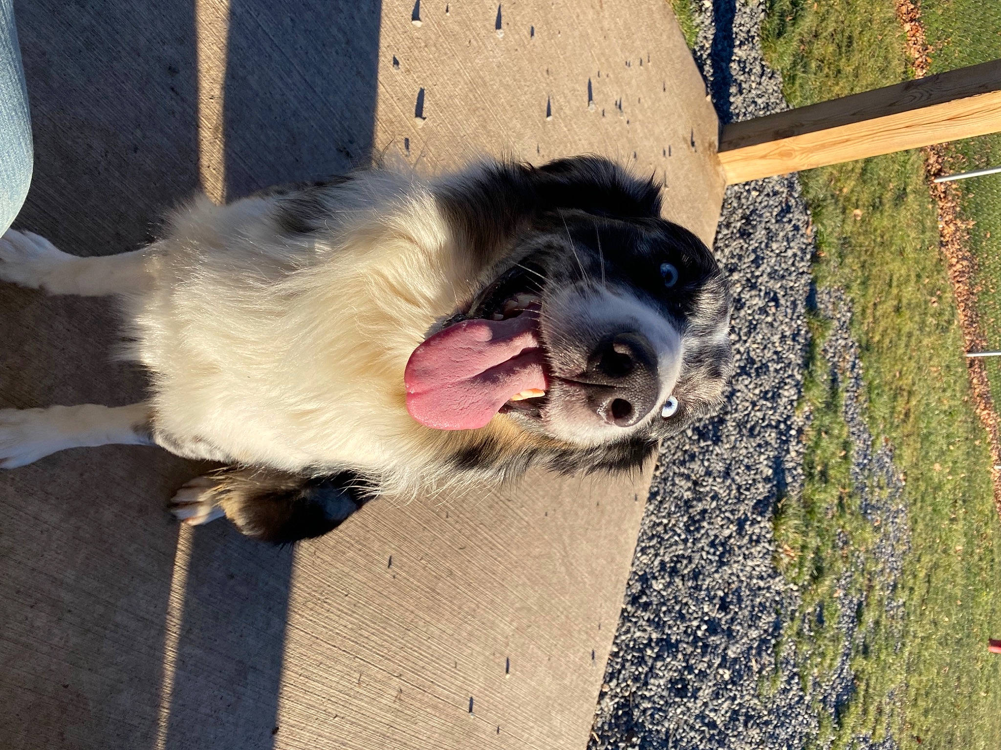 Cochise is registered to the contest to win money with this photo: canidae, carnivore, claw, collar, companion_dog, dog, dog_breed, dog_supply, fawn, fence, ferret, fur, paw, pet_supply, puppy, snout, sporting_group, tail, terrier, working_animal