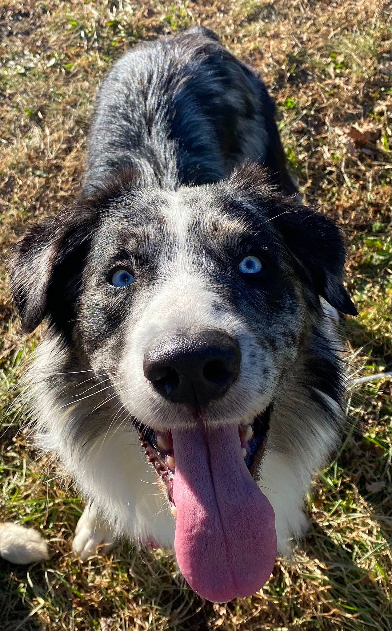 Cochise joined the competition — help win amazing prizes! canidae, carnivore, companion_dog, dog, dog_breed, eye, fur, grass, head, plant, puppy, snout, soil, sporting_group, terrestrial_animal, whiskers, working_animal, working_dog