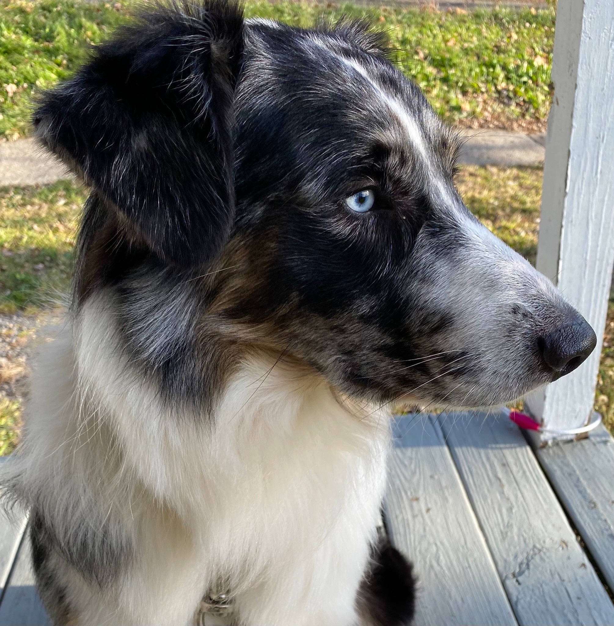 Cochise is registered to the contest to win money with this photo: borador, canidae, carnivore, collar, companion_dog, dog, dog_breed, dog_collar, fence, grass, plant, snout, sporting_group, terrestrial_animal, whiskers, working_dog