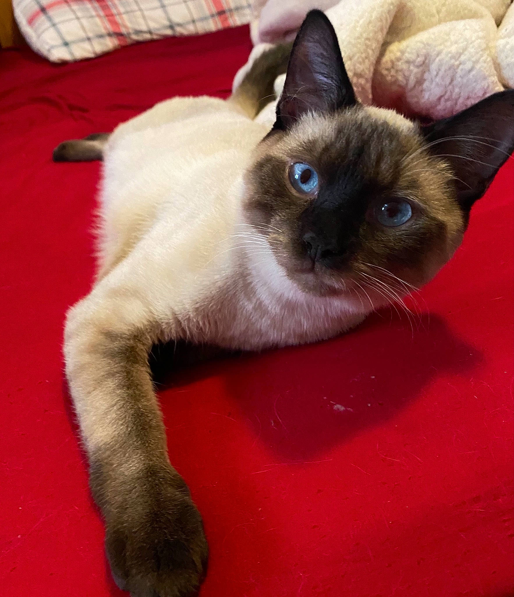 Willy joined the competition — help win amazing prizes! balance, carnivore, cat, fawn, felidae, flooring, fur, siamese, small_to_medium_sized_cats, snout, tail, terrestrial_animal, whiskers