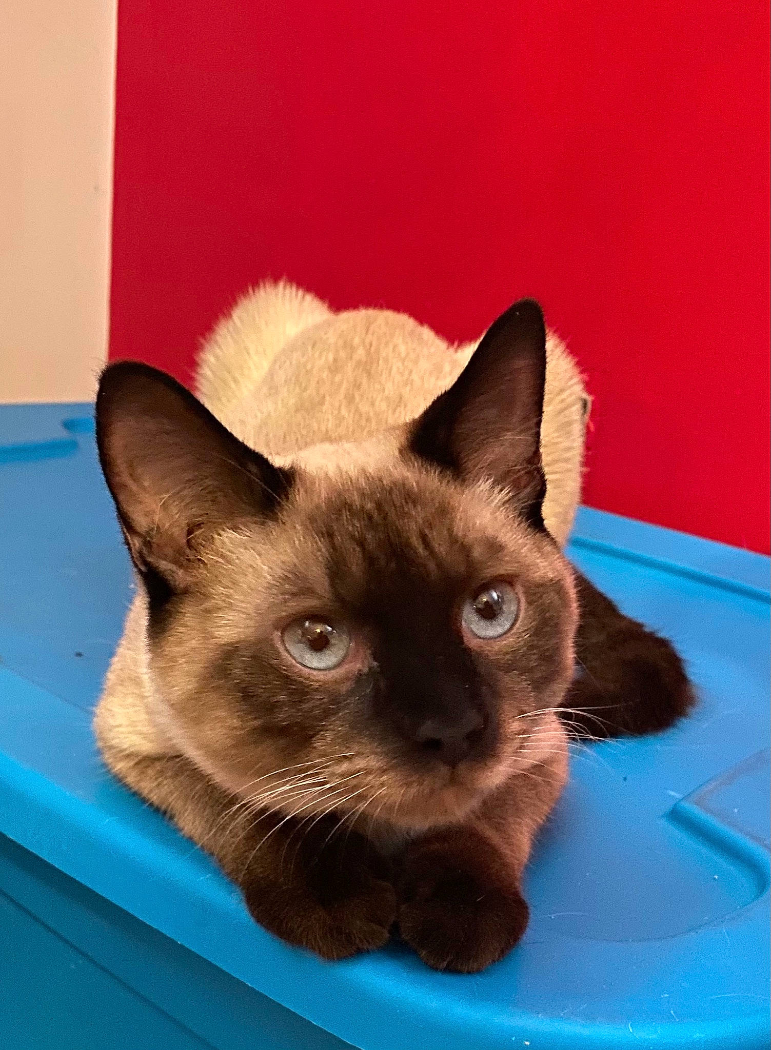 Willy joined the competition — help win amazing prizes! balinese, blue, carnivore, cat, cat_furniture, cat_supply, domestic_short_haired_cat, fawn, felidae, fur, iris, mammal, pet_supply, siamese, small_to_medium_sized_cats, snout, thai, whiskers