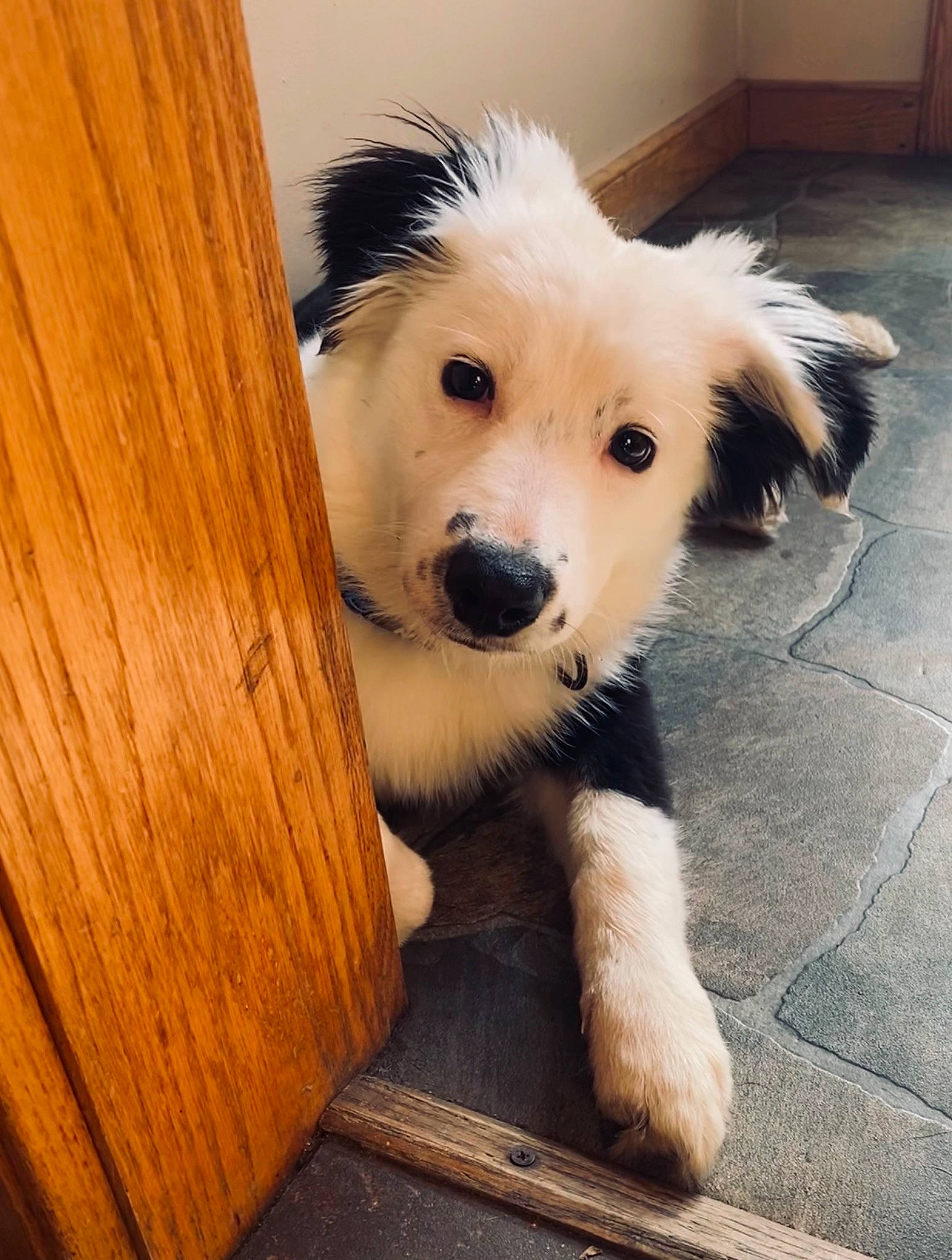 Mindy joined the competition — help win amazing prizes! carnivore, companion_dog, dog, dog_breed, fawn, flooring, fur, happy, hardwood, paw, plank, puppy_love, small_greek_domestic_dog, tail, varnish, whiskers, wood, wood_stain, working_animal, working_dog