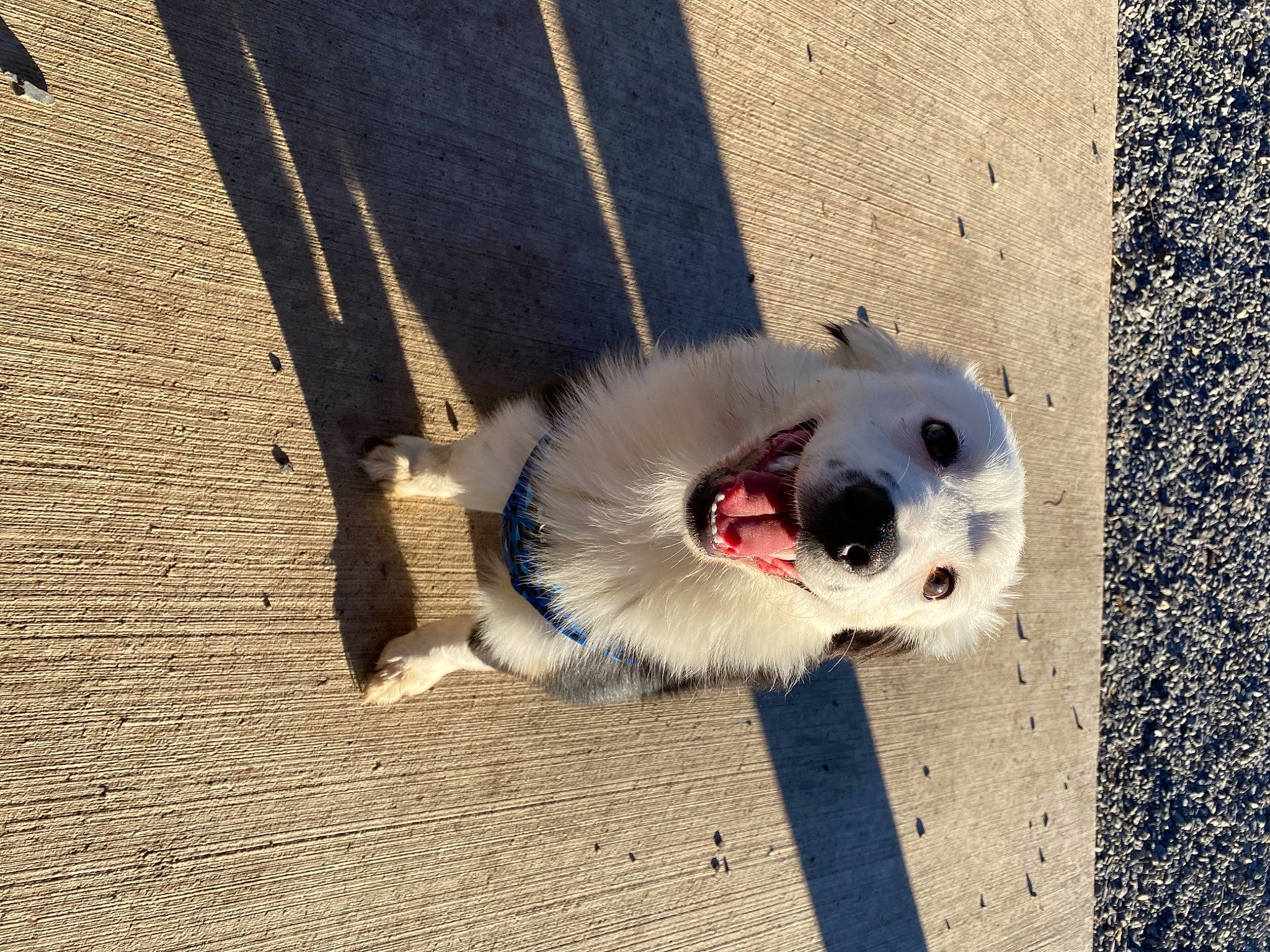 Mindy joined the competition — help win amazing prizes! ball, canidae, carnivore, collar, companion_dog, dog, dog_breed, electric_blue, foot, fur, leash, paw, pet_supply, road_surface, snout, sporting_group, tail, terrestrial_animal, whiskers, working_animal