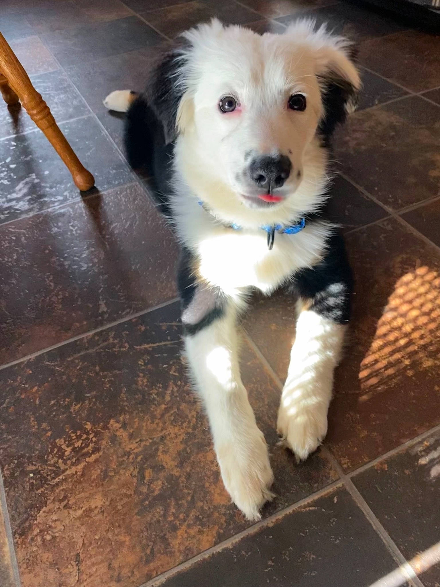 Mindy joined the competition — help win amazing prizes! canidae, carnivore, companion_dog, dog, dog_breed, dog_supply, fawn, flooring, fur, hardwood, small_terrier, snout, sporting_group, tail, terrier, toy_dog, whiskers, wood, working_animal, working_dog