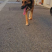 Moly a rejoint le concours — aidez-le/la à gagner de superbes lots ! dog, german_shepherd, street, man, sitting, sidewalk, building, door, asphalt, outdoor, daytime, tongue_out, canine, pet, urban, relaxed, summer, chair, bare_chested, residential_area