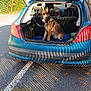 Moly a rejoint le concours — aidez-le/la à gagner de superbes lots ! dog, german_shepherd, car, hatchback, open_trunk, parking_lot, shadow, fence_shadow, sunlight, outdoor, autumn, leaves, pavement, vehicle, seat, headrest, collar, pet, animal, daytime