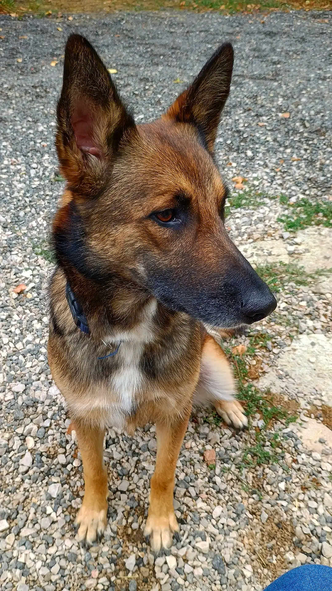 Moly participe au concours pour gagner de l'argent avec cette photo : dog, german_shepherd, animal, pet, outdoor, gravel, sitting, brown_fur, black_fur, ears_up, collar, canine, muzzle, alert, nature, grass, rocks, paw, portrait, side_view