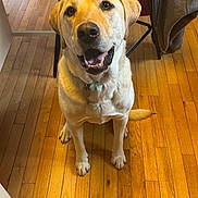 Poppy joined the competition — help win amazing prizes! dog, labrador_retriever, yellow_dog, pet, indoor, wooden_floor, happy, sitting, canine, animal, fur, collar, chair, jacket, flooring, domestic, looking_up, tongue_out, cute, friendly