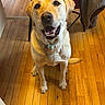 dog, labrador_retriever, yellow_dog, pet, indoor, wooden_floor, happy, sitting, canine, animal, fur, collar, chair, jacket, flooring, domestic, looking_up, tongue_out, cute, friendly