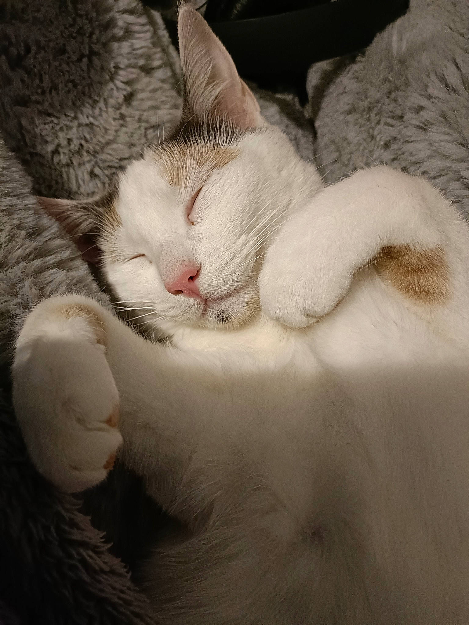 Masha participe au concours pour gagner de l'argent avec cette photo : carnivore, cat, claw, cloud, comfort, domestic_short_haired_cat, ear, eyelash, fawn, felidae, fur, linens, nap, nose, paw, small_to_medium_sized_cats, snout, tail, textile, whiskers