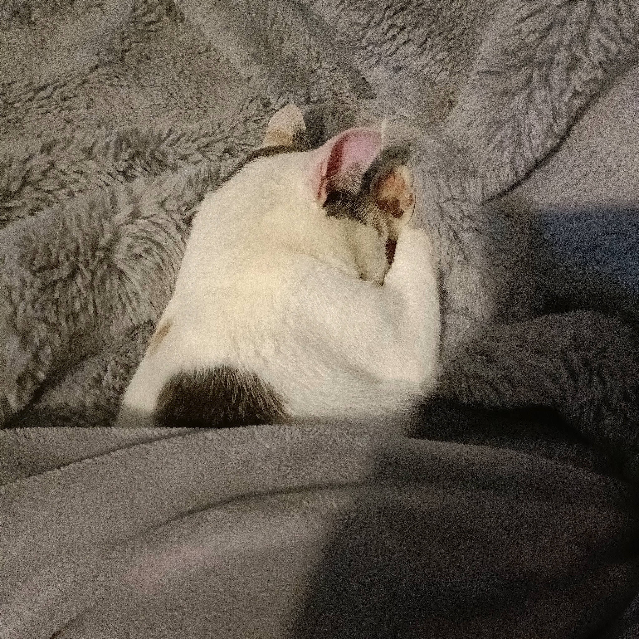 Masha a rejoint le concours — aidez-le/la à gagner de superbes lots ! canidae, carnivore, cat, claw, comfort, dog_breed, domestic_short_haired_cat, fawn, felidae, fur, grey, linens, nap, paw, small_to_medium_sized_cats, snout, sporting_group, tail, whiskers, wildlife