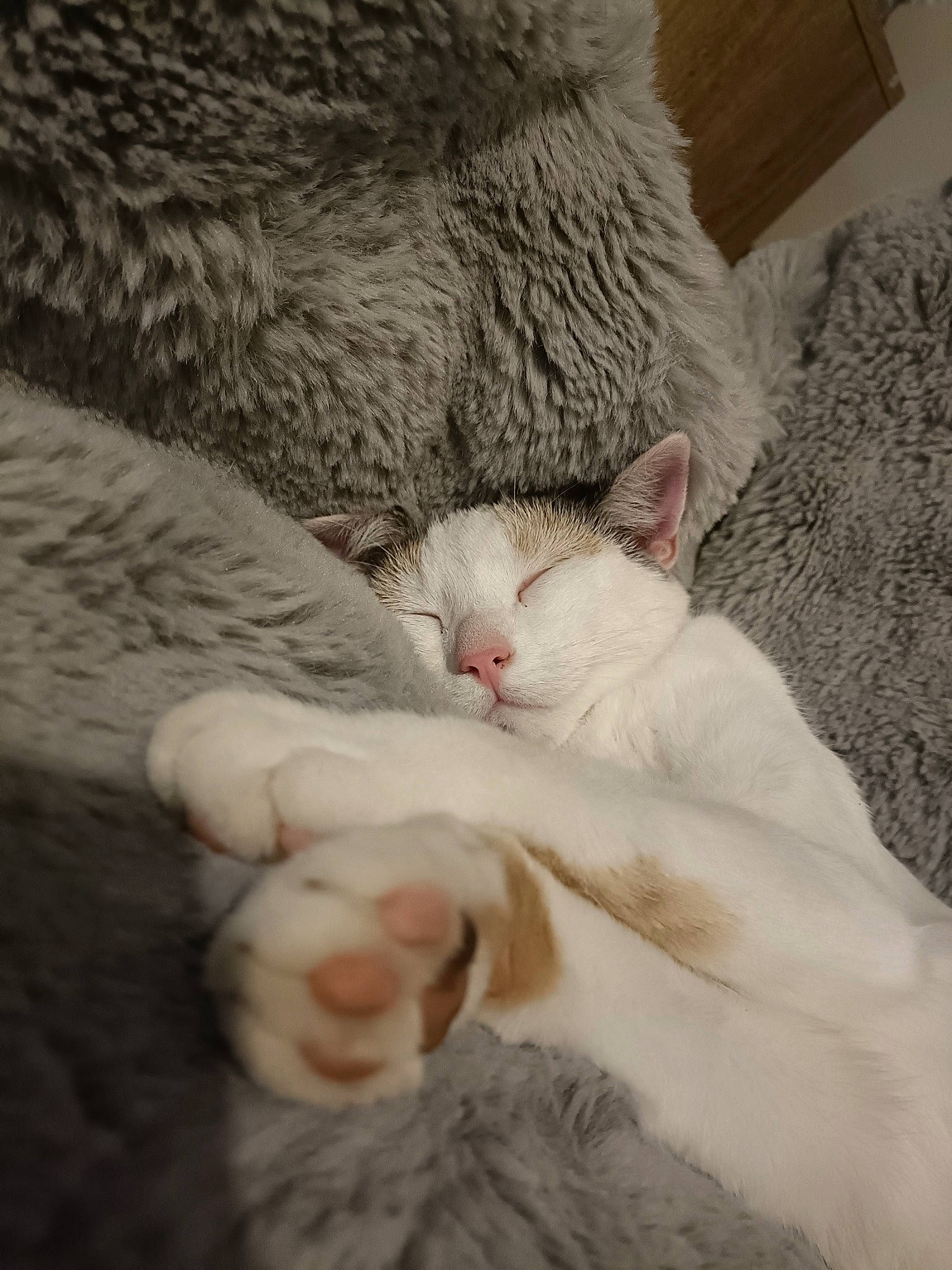 Masha a rejoint le concours — aidez-le/la à gagner de superbes lots ! carnivore, cat, claw, comfort, domestic_short_haired_cat, eyelash, fawn, felidae, fur, linens, nap, paw, sleep, small_to_medium_sized_cats, snout, tail, whiskers, wool