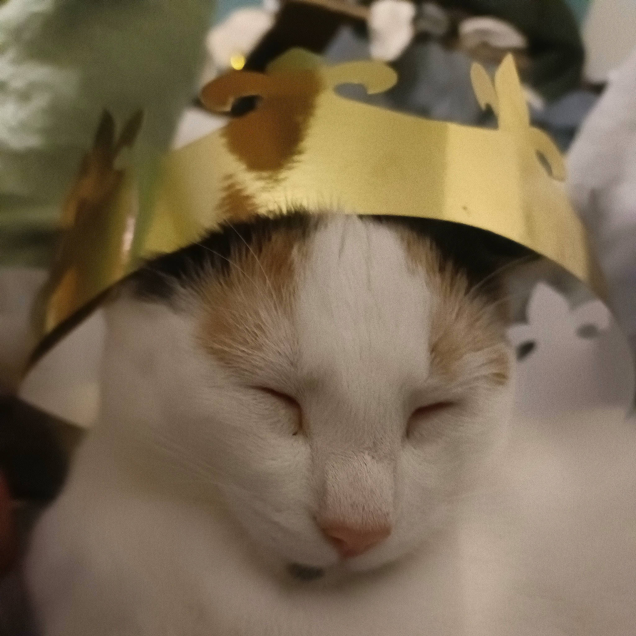 Masha participe au concours pour gagner de l'argent avec cette photo : cardboard, carnivore, cat, domestic_short_haired_cat, fawn, felidae, fur, paper_product, paw, small_to_medium_sized_cats, snout, tail, terrestrial_animal, whiskers