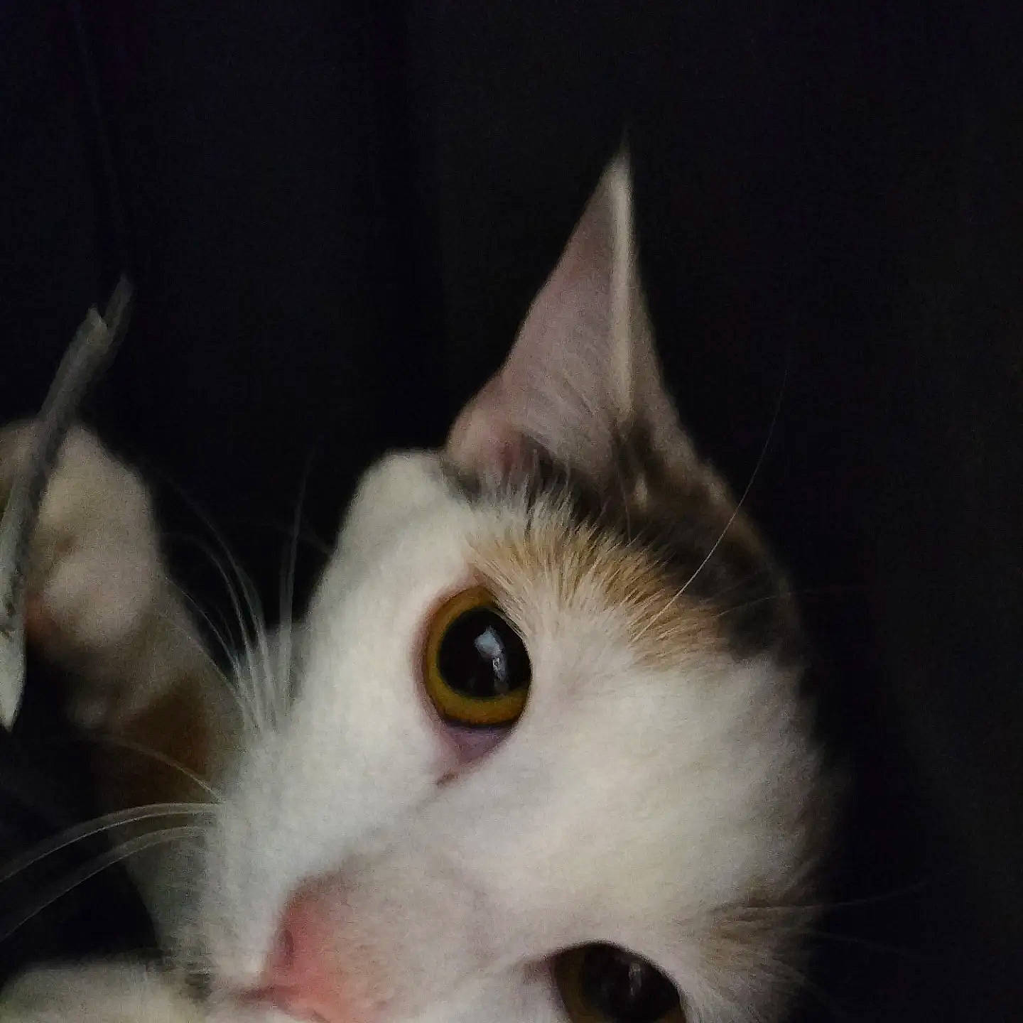 Masha a rejoint le concours — aidez-le/la à gagner de superbes lots ! carnivore, cat, domestic_short_haired_cat, ear, eye, eyelash, felidae, fur, iris, nose, paw, small_to_medium_sized_cats, snout, whiskers