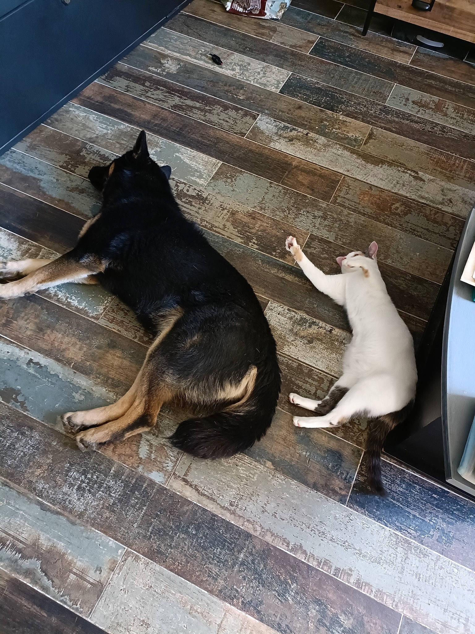 Patapouf a rejoint le concours — aidez-le/la à gagner de superbes lots ! asphalt, carnivore, cat, companion_dog, dog, dog_breed, fawn, felidae, flooring, fur, grey, hardwood, metal, road_surface, small_to_medium_sized_cats, snout, sporting_group, tail, tints_and_shades, wood