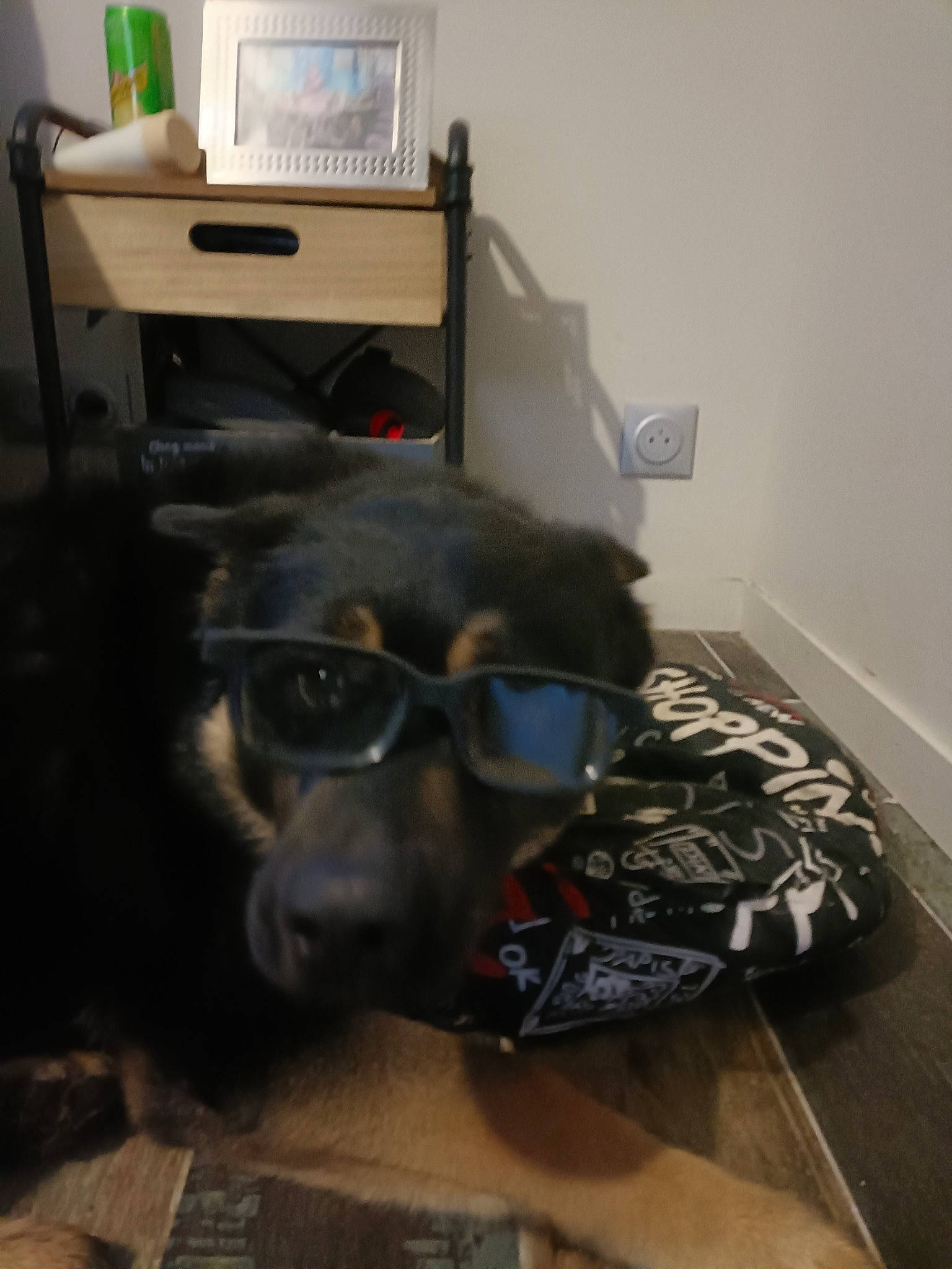 Patapouf participe au concours pour gagner de l'argent avec cette photo : audio_equipment, bookcase, carnivore, companion_dog, dog, dog_breed, eyewear, fawn, felidae, flooring, glasses, goggles, personal_protective_equipment, room, small_to_medium_sized_cats, snout, sporting_group, vision_care, whiskers, working_animal