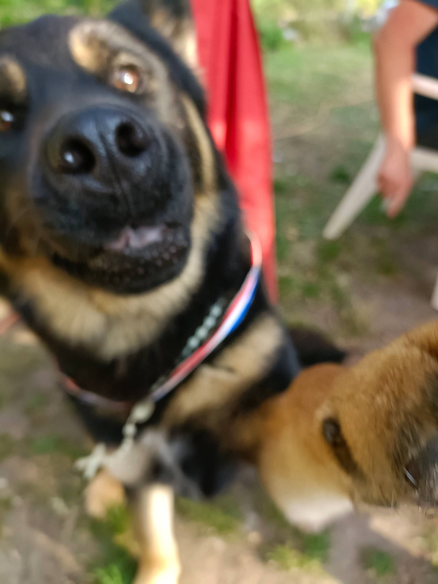 Patapouf a rejoint le concours — aidez-le/la à gagner de superbes lots ! carnivore, collar, companion_dog, dog, dog_breed, dog_collar, dog_supply, fawn, fur, grass, herding_dog, law_enforcement, leash, pet_supply, plant, shorts, snout, sporting_group, whiskers, working_animal