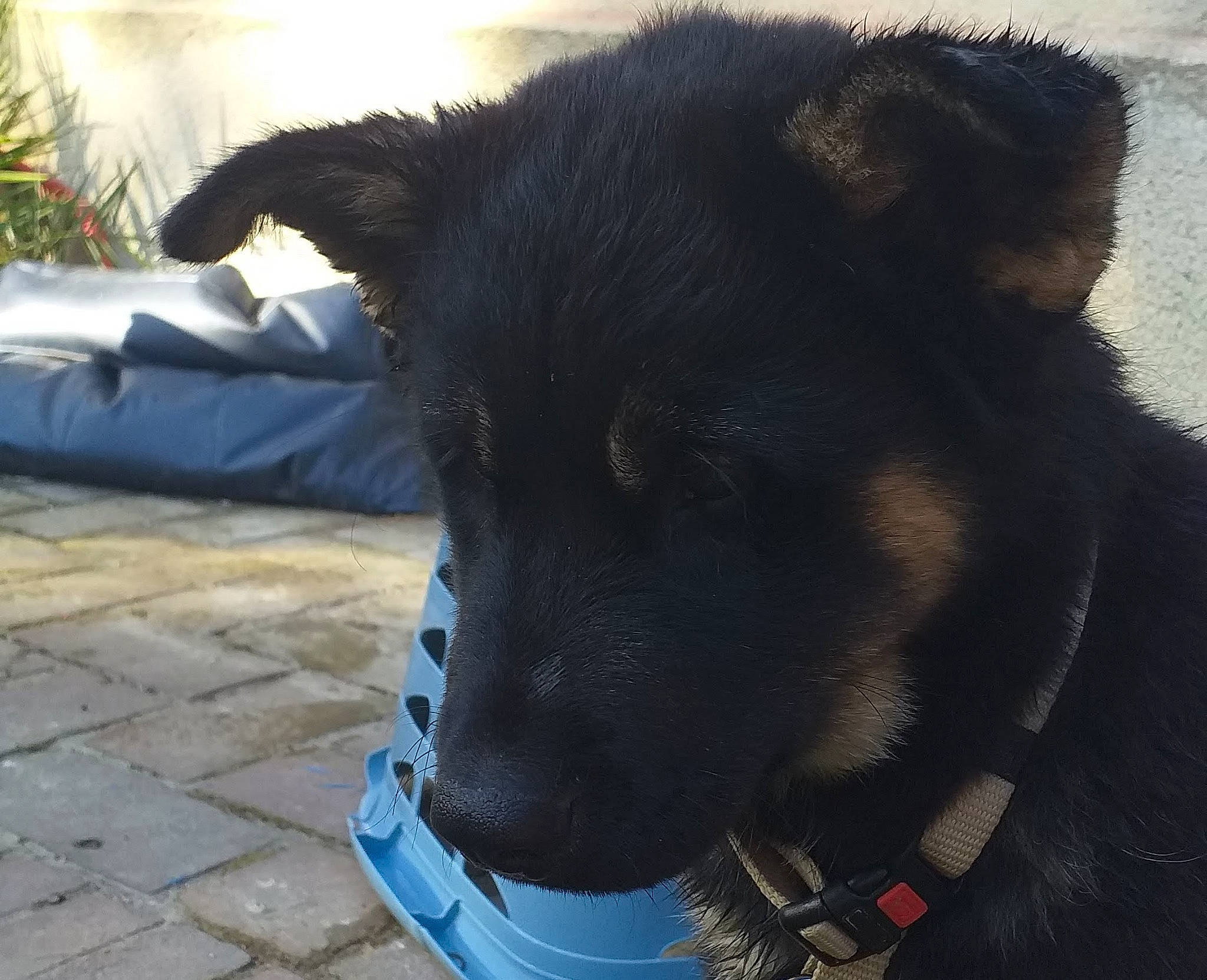 Patapouf a rejoint le concours — aidez-le/la à gagner de superbes lots ! borador, canidae, carnivore, collar, companion_dog, dog, dog_breed, dog_collar, dog_supply, electric_blue, fawn, fur, grass, pet_supply, plant, snout, sporting_group, whiskers, working_animal, working_dog